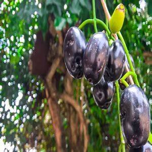 Black Jamun Goma Priyanka